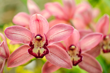 Pink Cymbidium Orchid