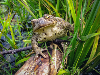 Mysterious Frog