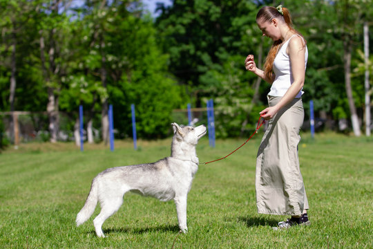 Young beautiful curly girl playing with her dog with a plate of frisbee in summer park. Siberian husky dog.