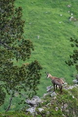 Gämse bei Tanne in Steilwand