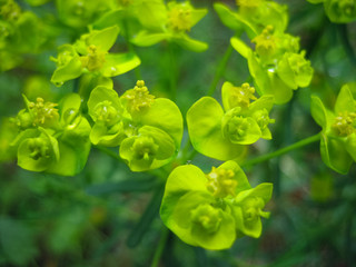 Green family