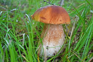 Boletus edulis, edible mushroom in forest. Porcini mushroom healthy and delicates food