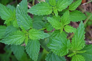 Fresh young nettles in the meadow.