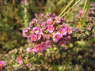 Wonderful wildflowers