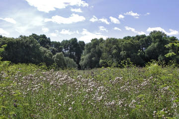 summer landscape in the countryside