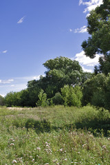Fototapeta premium summer landscape on a Sunny day