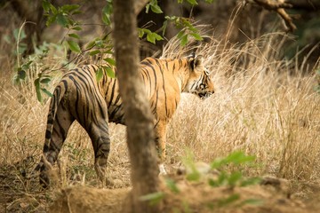 Wild Bengal Tiger (Panthera Tigris Tigris) walking in forest during hot day in its natural habitat.Ranthambore National Park, Rajasthan, India, endangered species, big beautiful cat