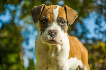 Brown-and-white puppy, portrait on a sunny day