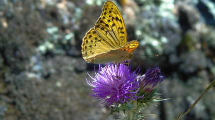 Mariposa color amarillo posada.