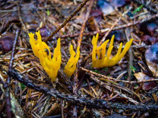 Calocera viscosa
