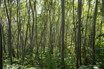 The forest of Erman's birch (Latin: Betula ermanii) in Kamchatka peninsula.  Curvy trunks of trees in volcanic landscape. Green foliage in short summer season in Russian far east.