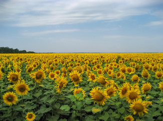Obraz premium Sunflowers