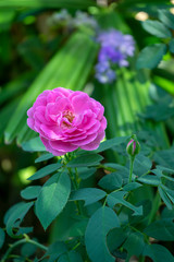 Close up of Pink Damask Rose flower