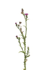Fresh herbaceous plant, arctium burdock, thistle isolated on white background