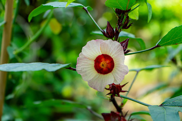 Close up Hibiscus sabdariffa or roselle flower
