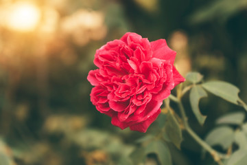 Close up deep pink Damask Rose flower (Rosa damascena) with blur background.