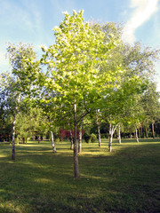 park in spring