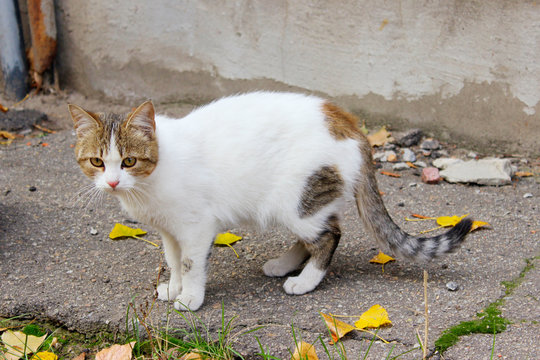 Animals, pets, stray cats concept. Stray cat outdoors. Pets, animals, cats concept. Cat on the street.