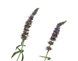 Wild mint, peppermint plant isolated on white 