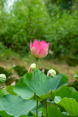 Beautiful pink lotus flower
