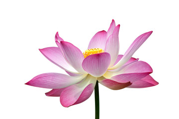 Beautiful pink lotus flower