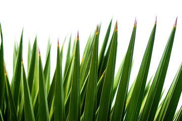 Fototapeta na wymiar Close up of green palm leaf background