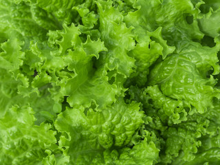 Natural green background. Green lettuce salad leaves. Closeup. Healthy vegetarian food, fresh, diet concept