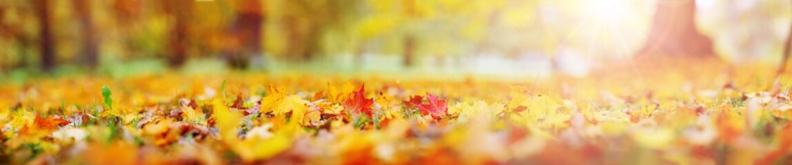 trees with multicolored leaves on the grass in the park