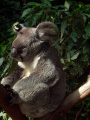 koala