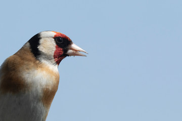 Goldfinch 