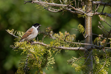 Male Reed Bunting on Christmas Tree