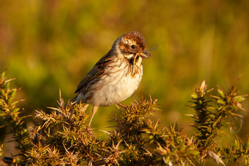 Female Reed Bunting with Dragonfly Meal