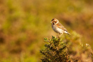 Female Reed Bunting on Gorse