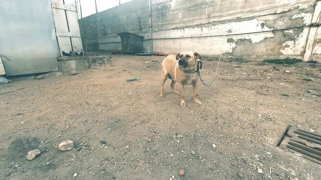 Dangerous, angry, aggressive dog on a chain.