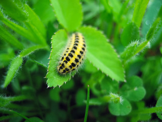 Caterpillar