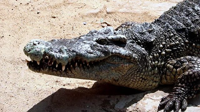 Crocodile on land eats meat.