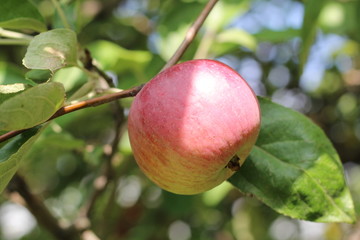 Organic apples hanging from a tree branch in an apple orchard