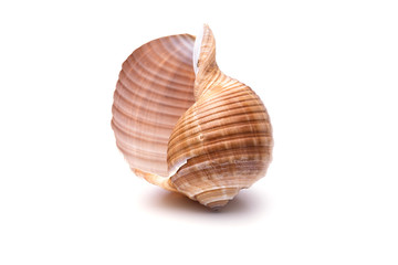 Sea natural shell, original pattern of marine life.