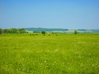 Horses in a field