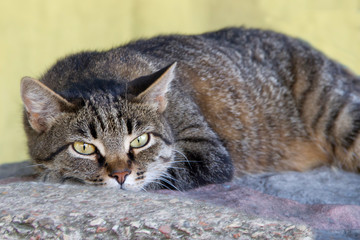 portrait of a cat on the city street