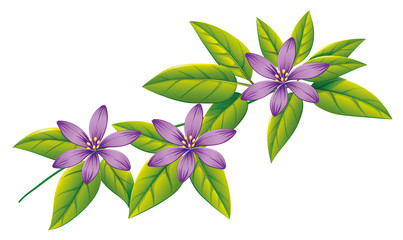 Purple flowers on green leaves