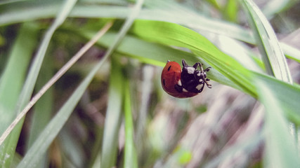Ladybug