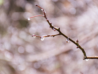 wet plants, snow and blurred background, blurred contours, fog