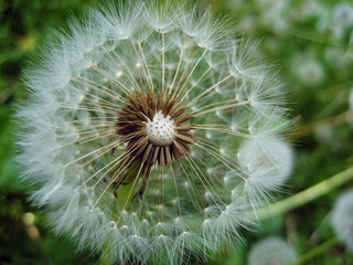 Dandelion (Taraxacum)