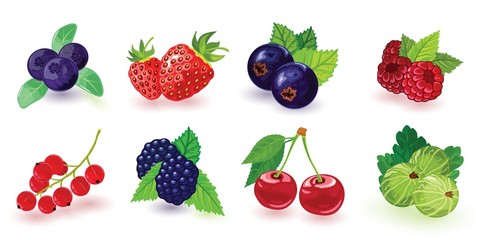 Big set of summer ripe berries picking in garden or forest. Blueberry, blackberry, gooseberry, red and black currant, raspberry, strawberry, cherry with leaves. Cartoon icons isolated on white. - obrazy, fototapety, plakaty