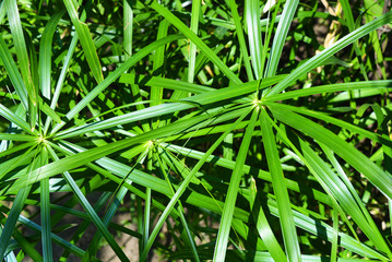 Bright saturated green leaves of the home cyperus flower, crossed by a network of linear leaves. Perennial herbaceous plant of the sedge family with thin green leaves, cyperus microcristatus, cyperus 