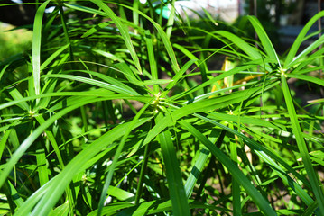 Bright saturated green leaves of the home cyperus flower, crossed by a network of linear leaves. Perennial herbaceous plant of the sedge family with thin green leaves, cyperus microcristatus, cyperus 