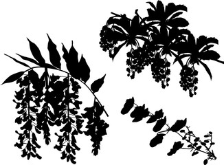 silhouette of three blossoming tree branches on white