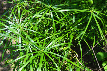 Bright saturated green leaves of the home cyperus flower, crossed by a network of linear leaves. Perennial herbaceous plant of the sedge family with thin green leaves, cyperus microcristatus, cyperus 