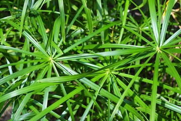 Bright saturated green leaves of the home cyperus flower, crossed by a network of linear leaves. Perennial herbaceous plant of the sedge family with thin green leaves, cyperus microcristatus, cyperus 